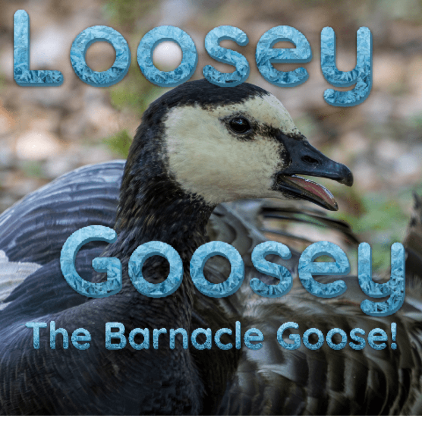 Episode 81: Loosey Goosey (Barnacle Goose) - Dirty Bird Podcast cover