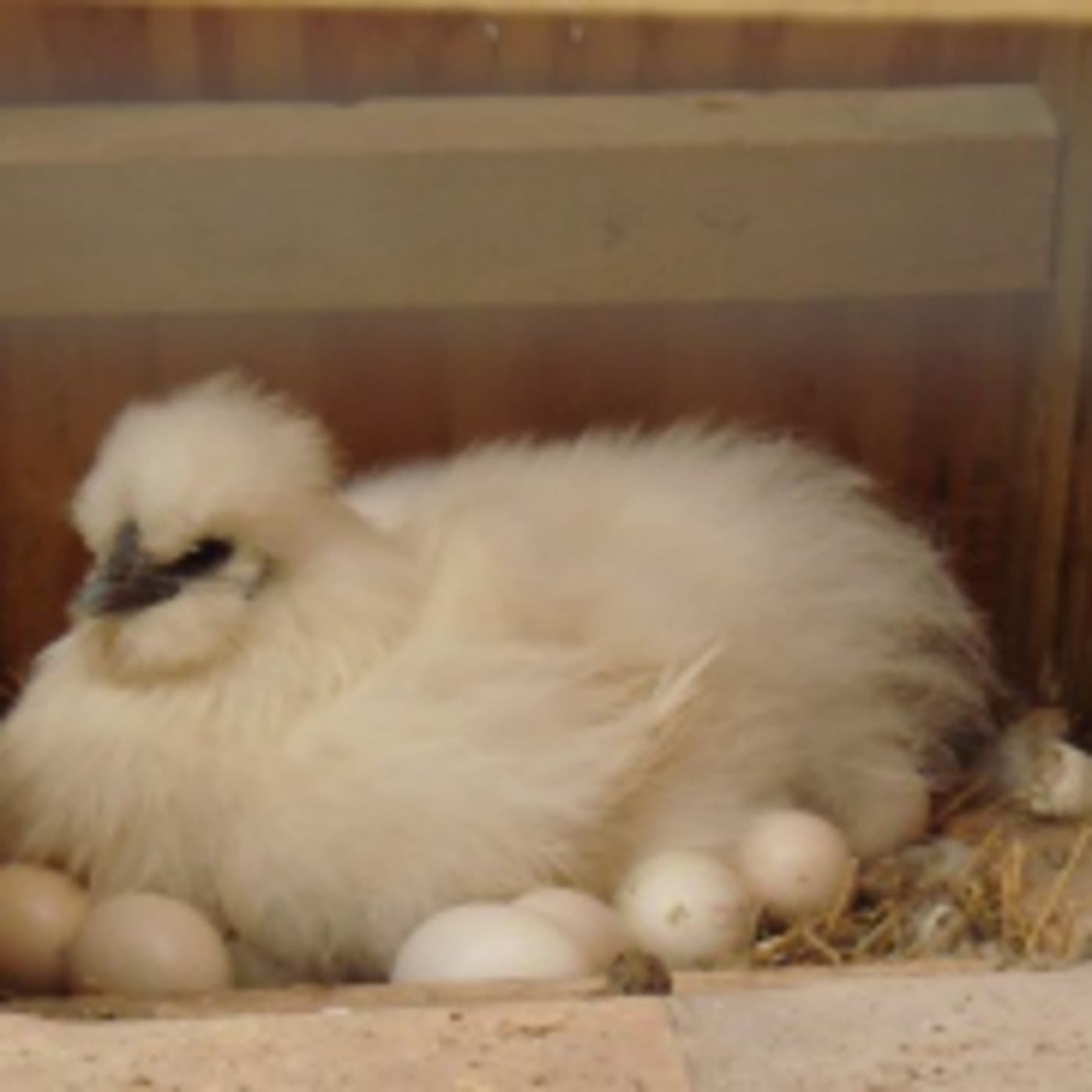 Sister Wives - Karen Nelson cover