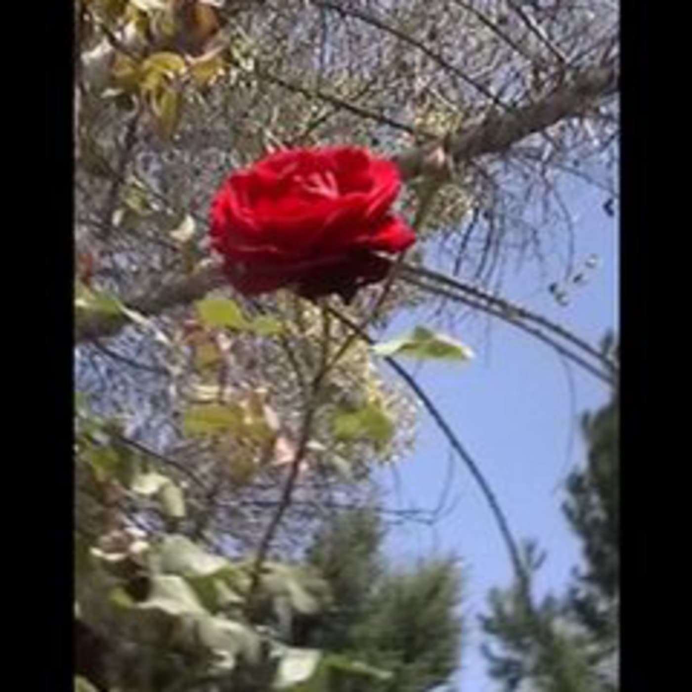 The Nightingale and the Rose by Oscar Wilde - Araby cover