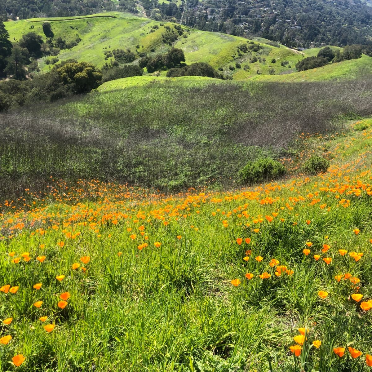 Episode 2: Episode 1.2  Mulholland Ridge Walking Tour - Green Space Stories cover