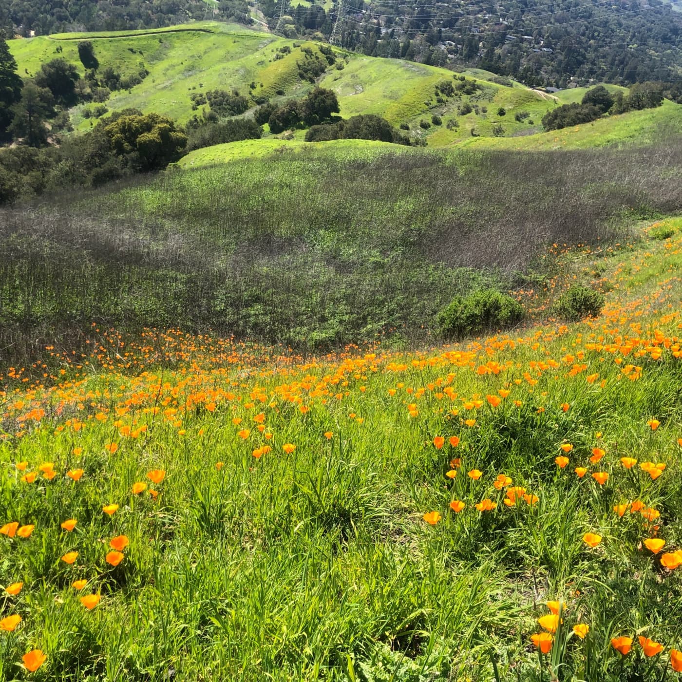Episode 1: Episode 1.1 Mulholland Ridge - Moraga, CA - Green Space Stories cover