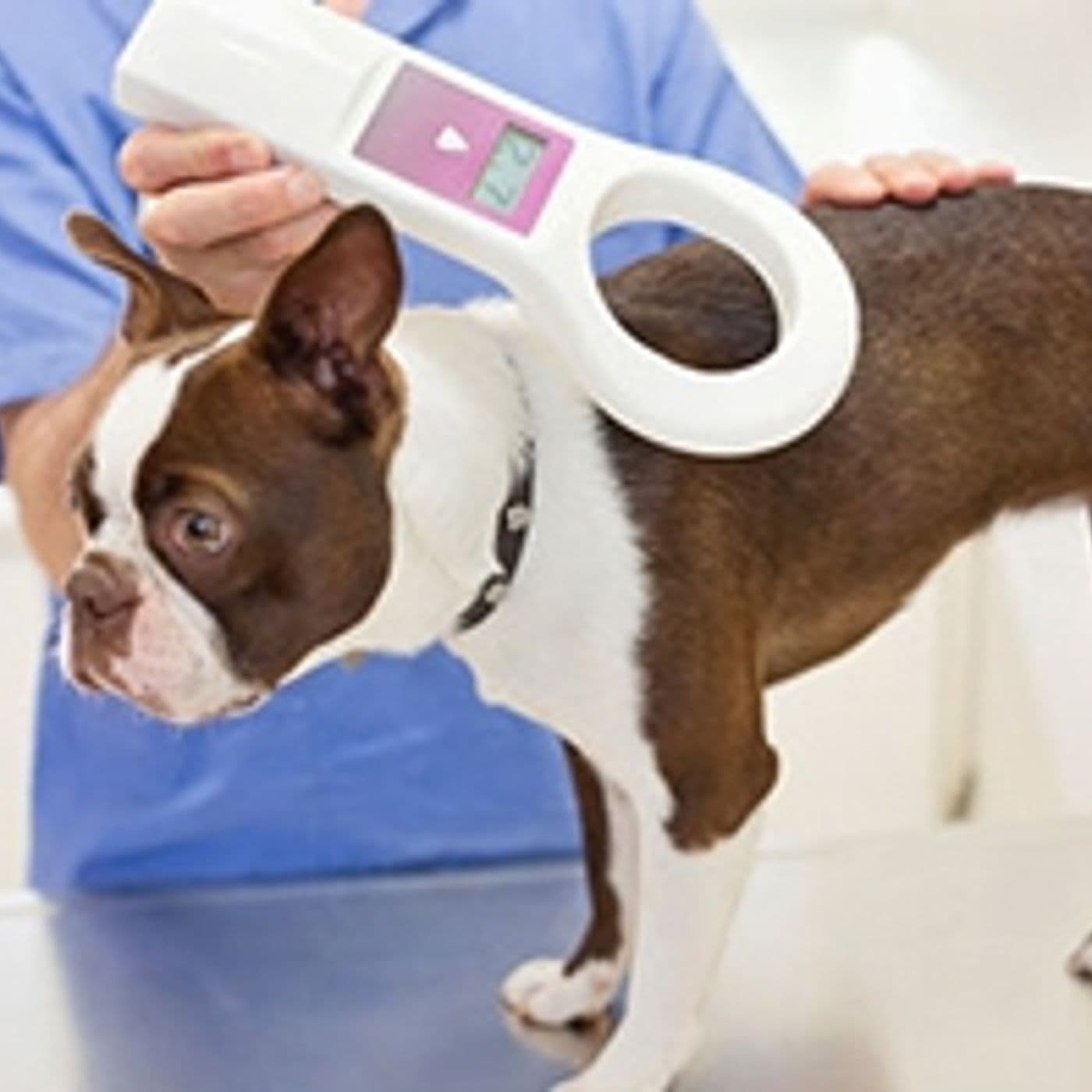 This Week In Tech - petchandamy cover