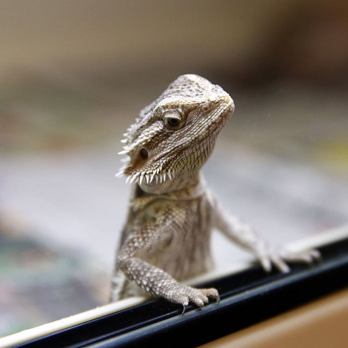 S5 Ep10: New Year, New Politics! - Tech Hygiene cover