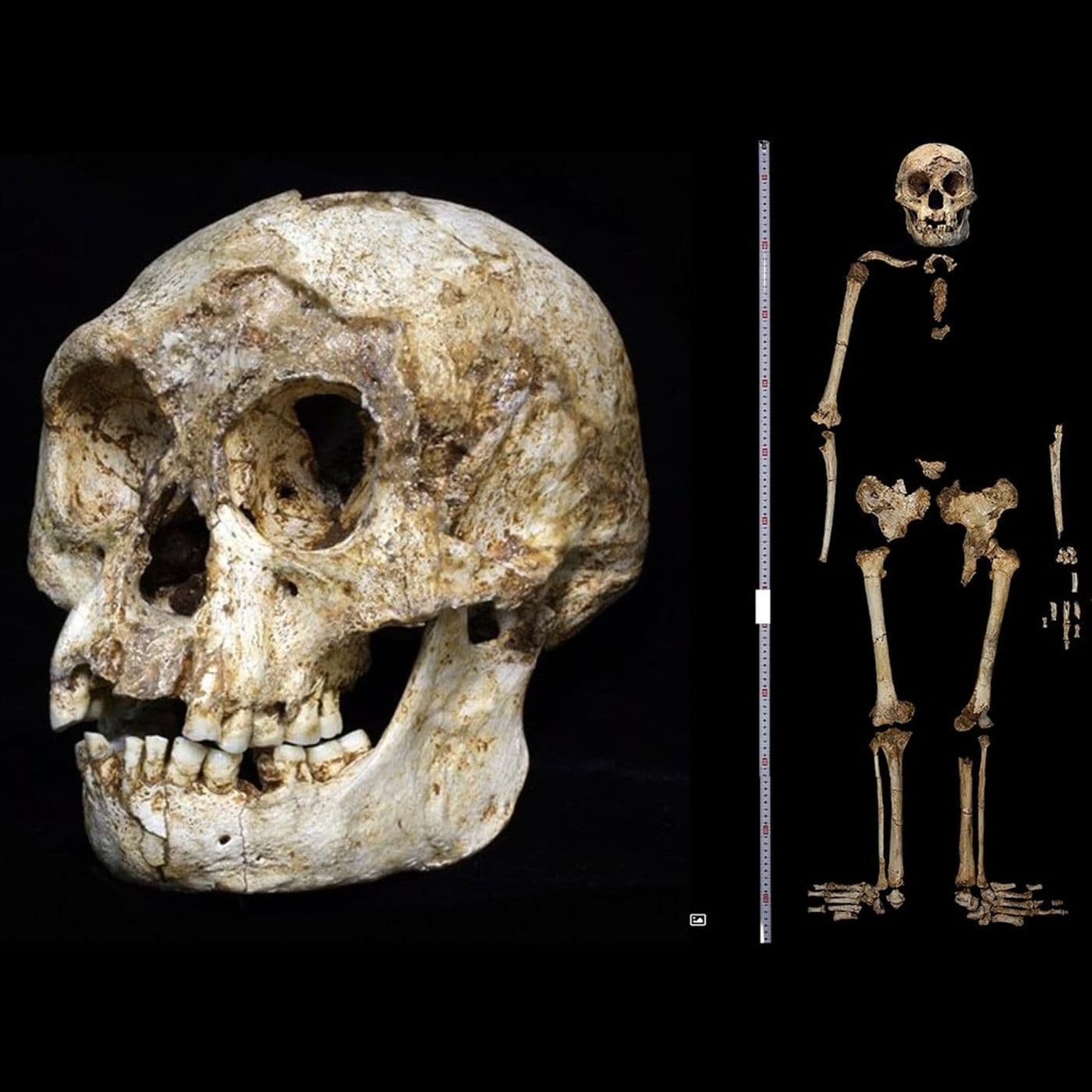 7: Homo Floresiensis - Odd Anthropology cover