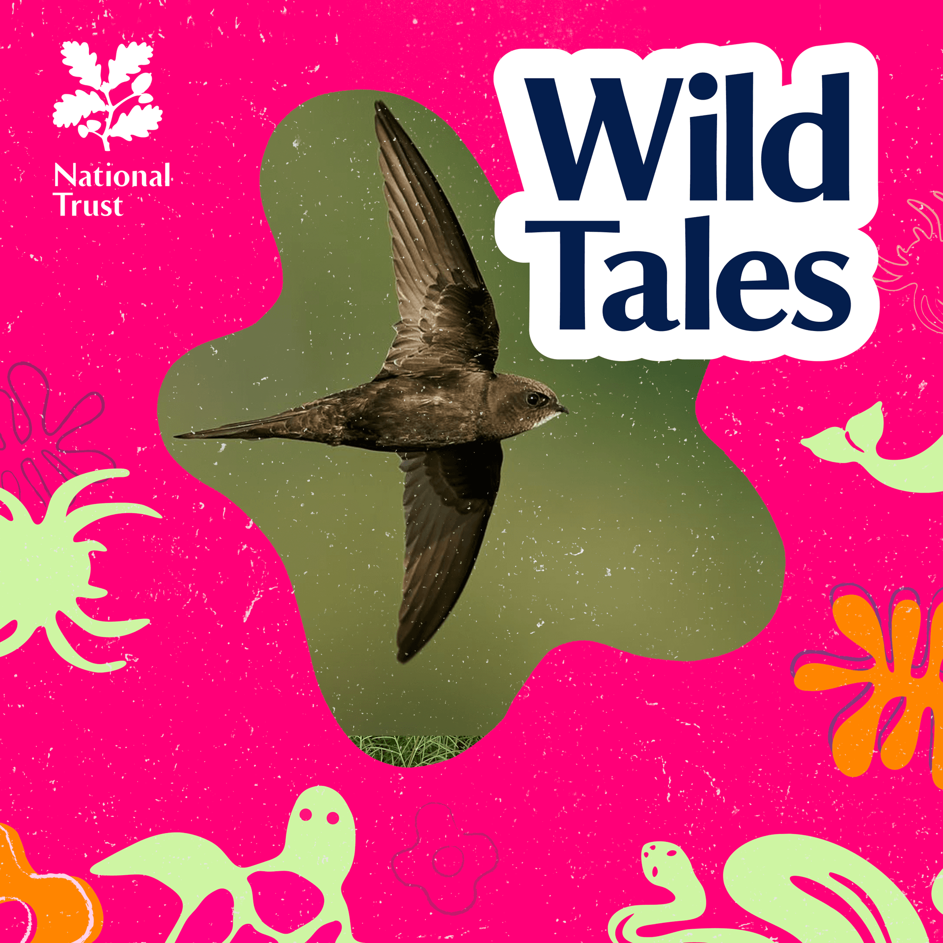Screaming Swifts | Living Life on the Fly — Wild Tales | Nature Podcast cover