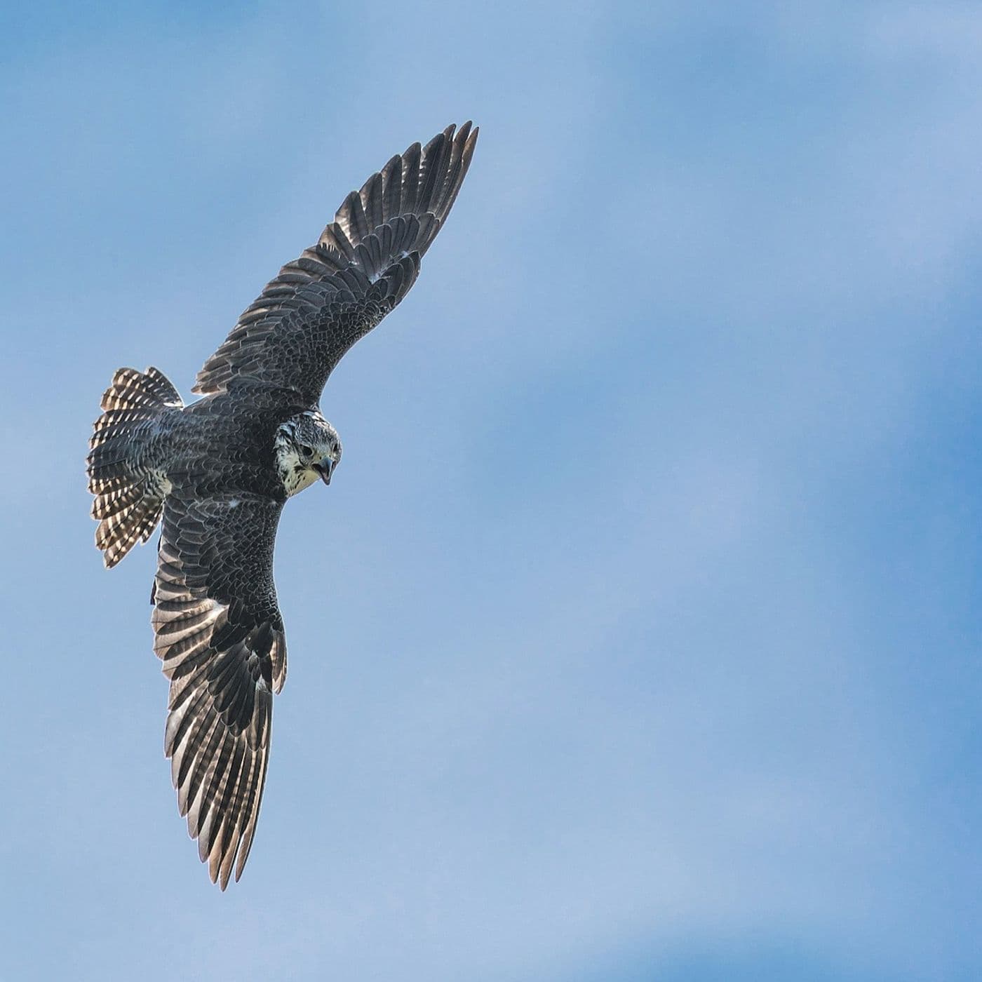 409: A Falcon, a Storm, or a Great Song? - Turning Towards Life - a Thirdspace podcast cover