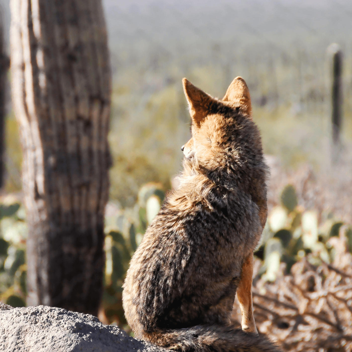 Lie, Deny, Justify - Small Town Dicks cover