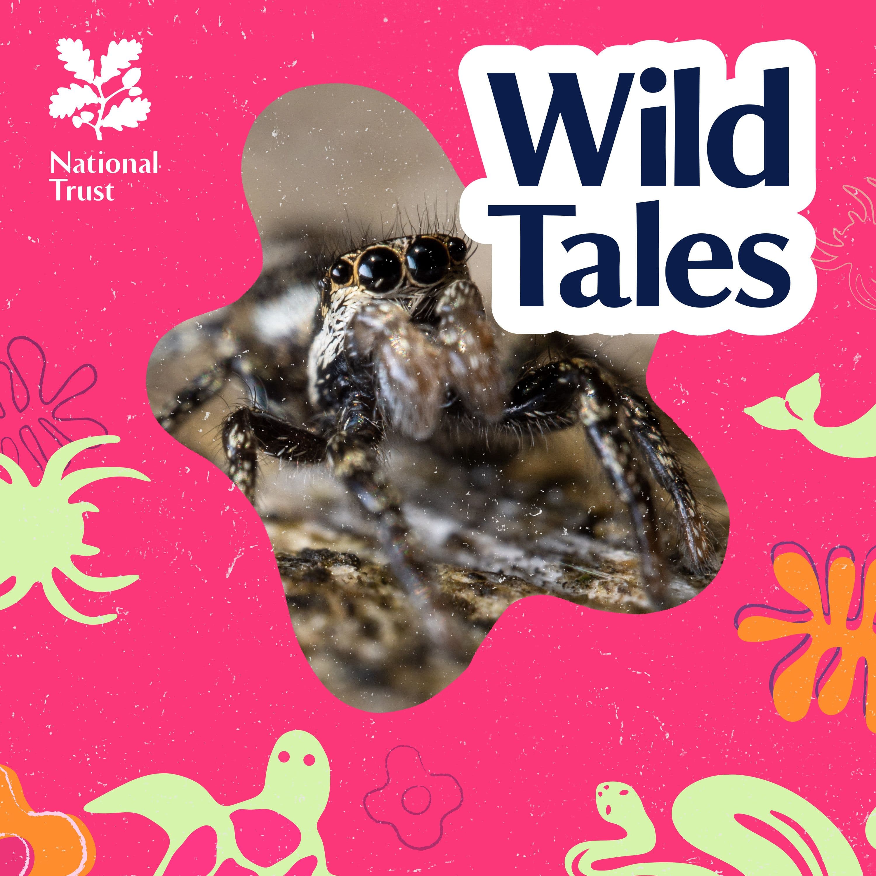 Sex, Death and Spiders - Wild Tales | Nature Podcast cover