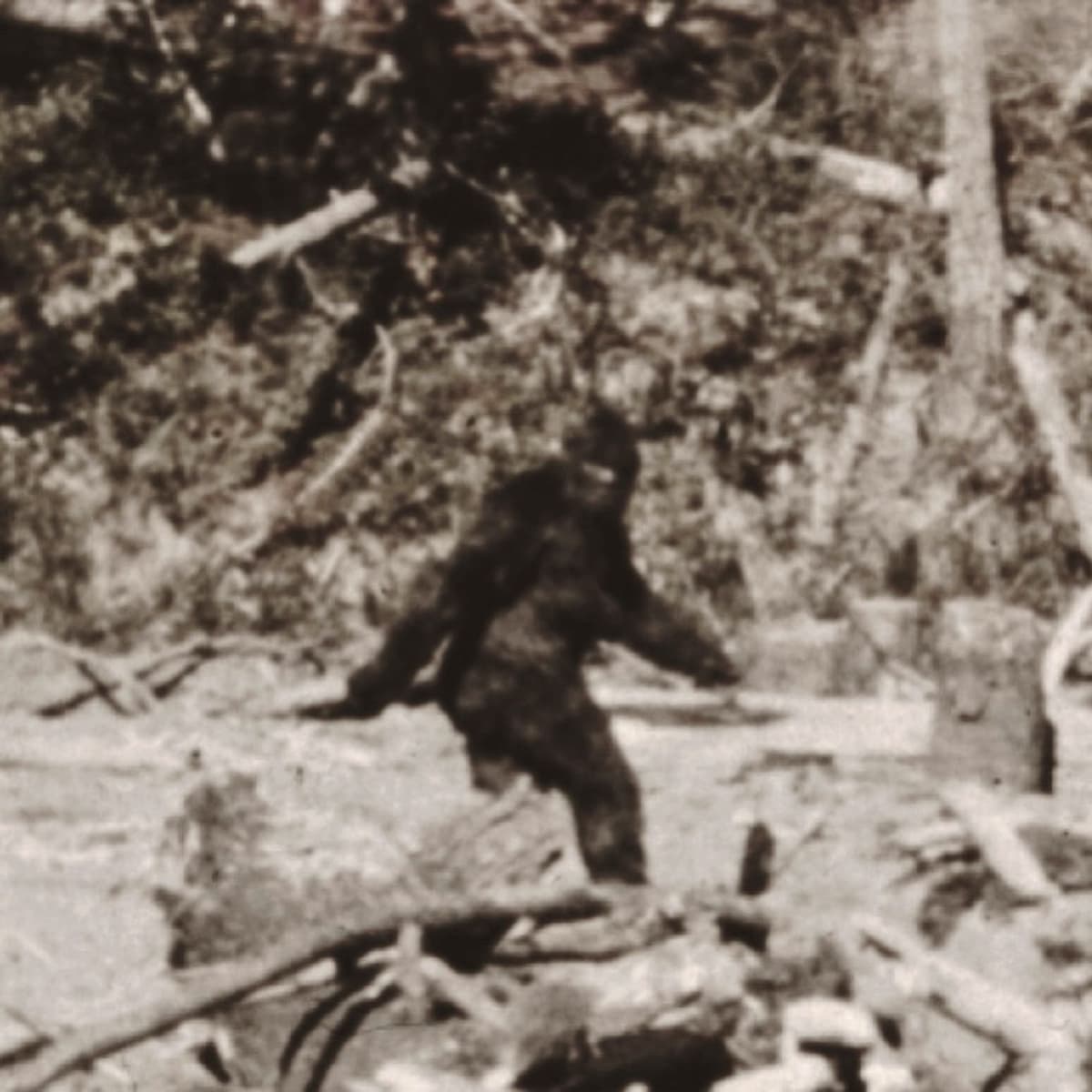 12: Bipedalism and Sasquatch! - Odd Anthropology cover