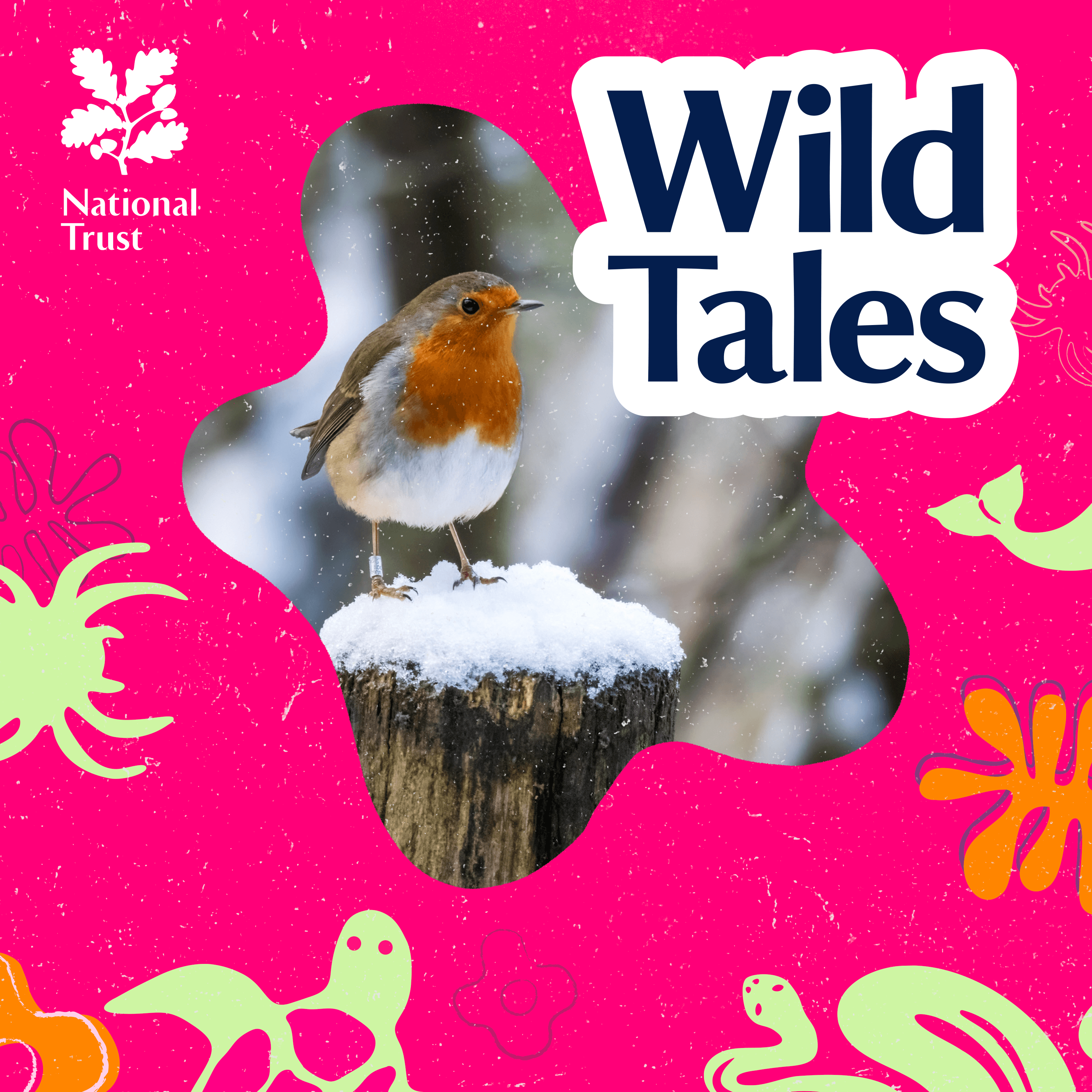 A Robin is not just for Christmas - Wild Tales | Nature Podcast cover