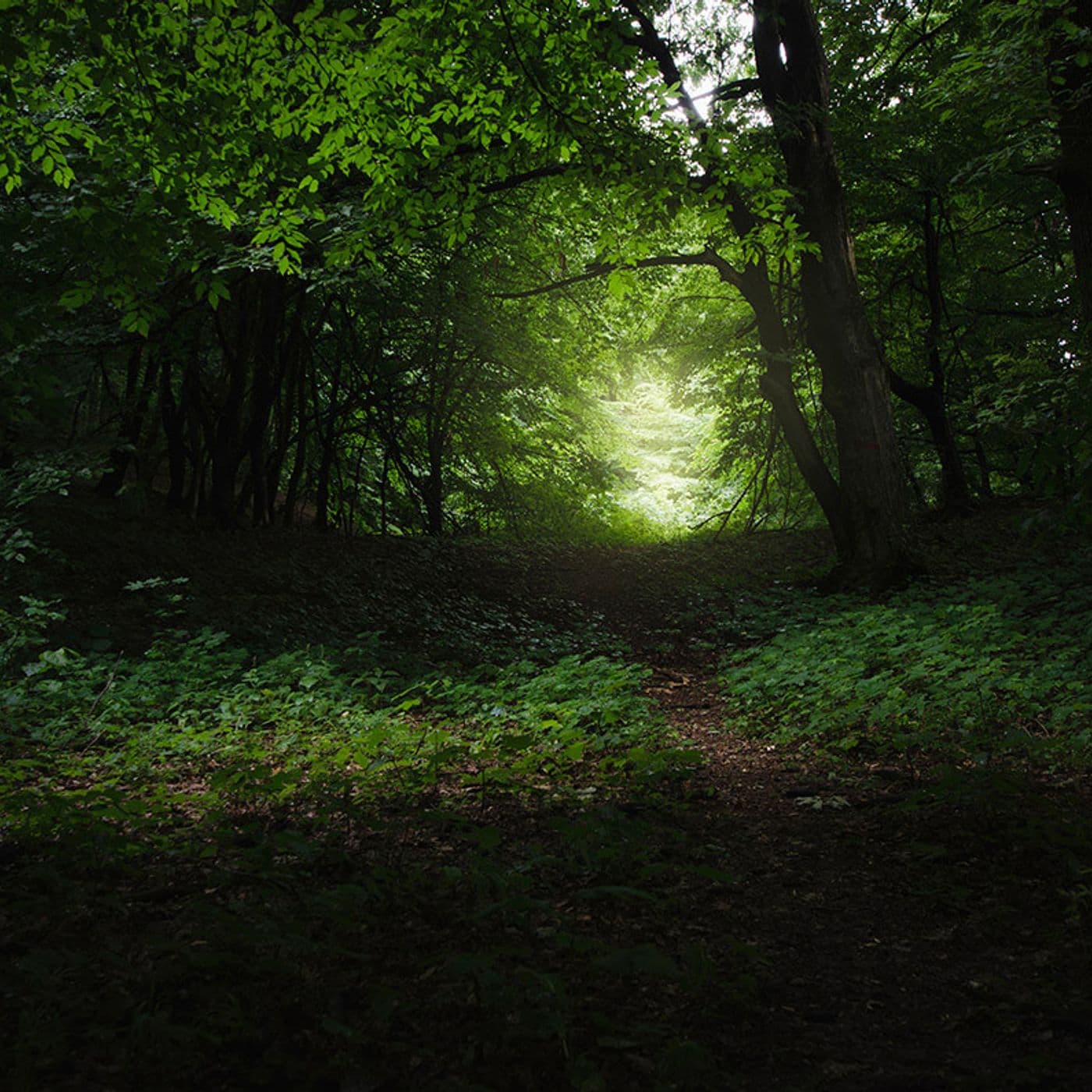 The Voice in the Woods - Expanded Perspectives cover