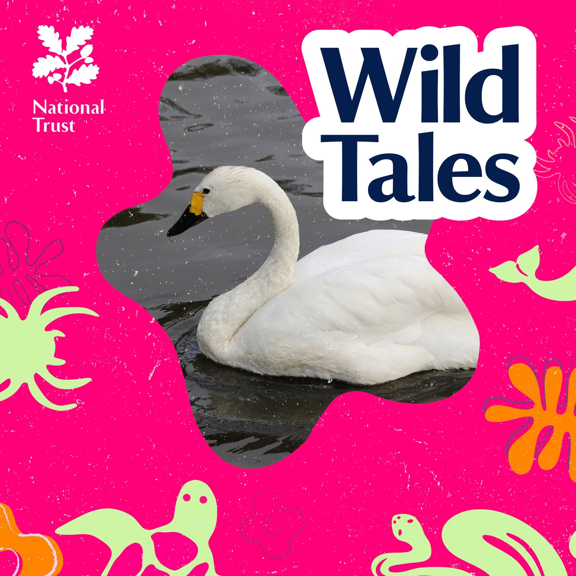 Finding the Tundra Swan - Wild Tales | Nature Podcast cover