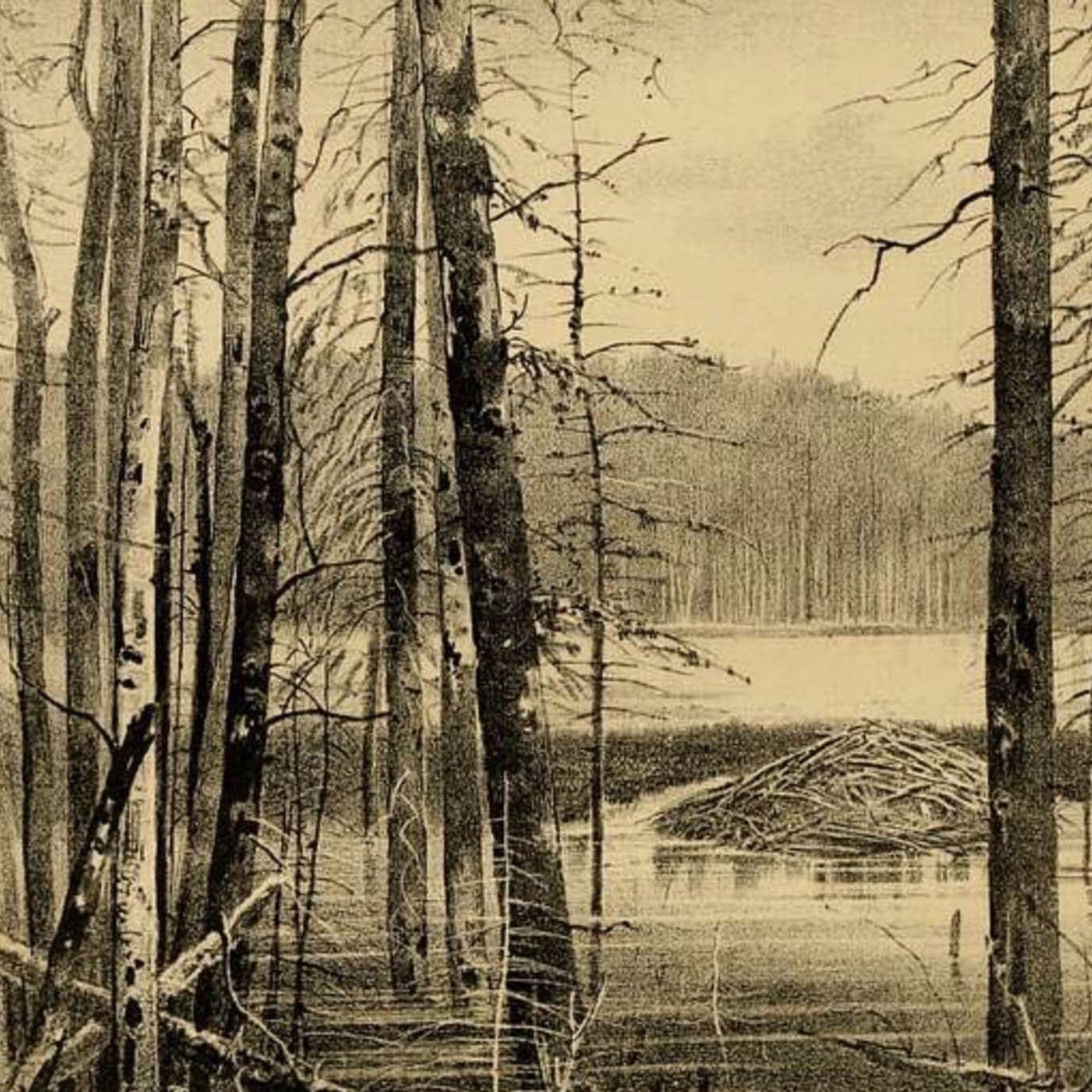 S8 Ep658: 1. Leila Philip discusses how John Jacob Astor built America's first multi-million dollar fortune through the beaver fur trade. The lucrative pelt market jumpstarted North American capitalism, influencing national seals and early economies. ... - The John Batchelor Show cover