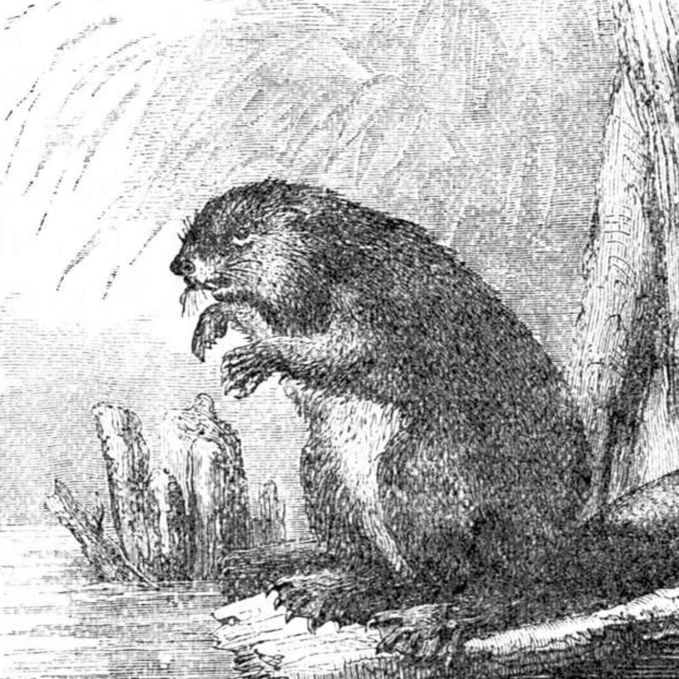 S8 Ep658: 6. Leila Philip discusses how beavers transform simple streams into complex, functional river systems comprising channels, wetlands, and meadows. Working with geomorphologists, she explains how these "underwater people" mitigate drought and ... - The John Batchelor Show cover