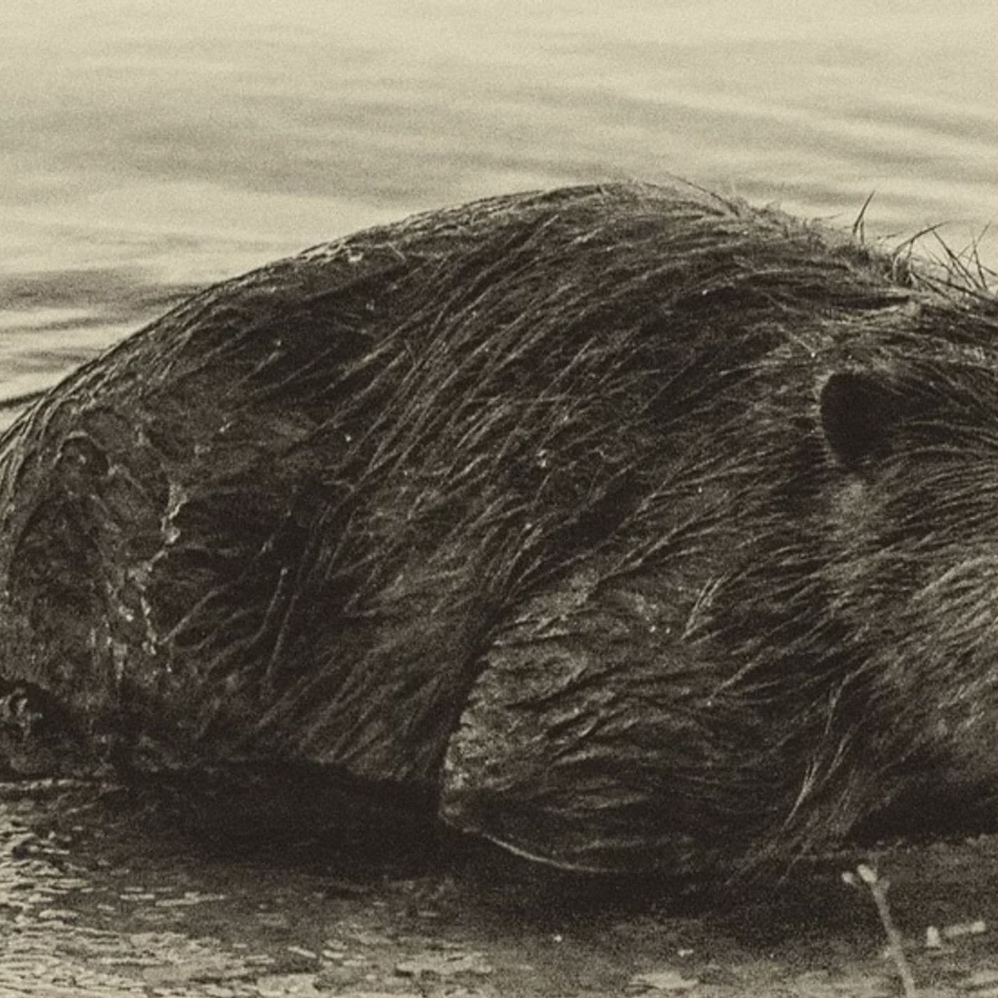 S8 Ep658: 8. Leila Philip highlights how beavers offer resiliency against climate change by maintaining water during droughts and storing carbon in wetlands. She discusses non-lethal management tools, like flow devices, that allow humans and beavers t... — The John Batchelor Show cover