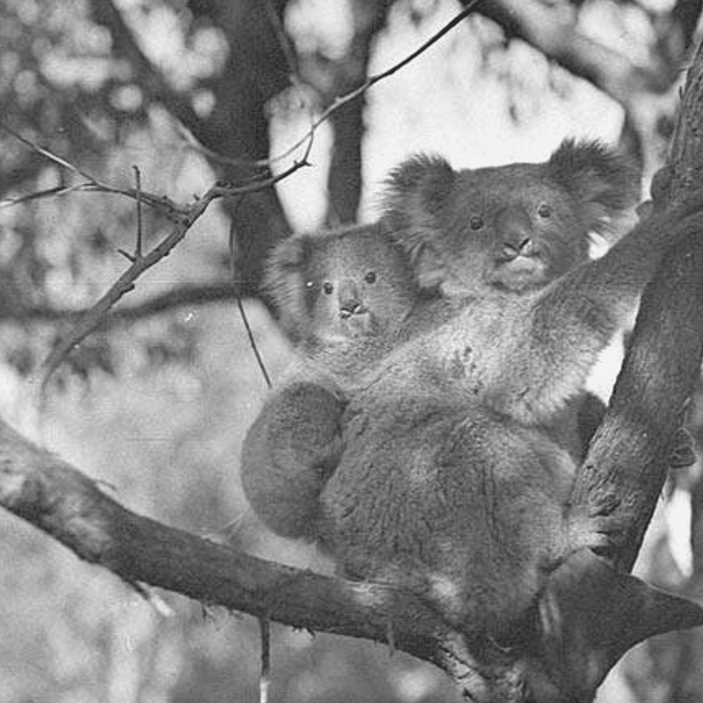 S8 Ep853: Two koalas were recently rescued from a 1.5-meter deep construction hole in Brisbane, where they had likely crawled to seek warmth from the recent cold. Wildlife Rescue Queensland and local police winched the mud-covered, dehydrated animals ... — The John Batchelor Show cover