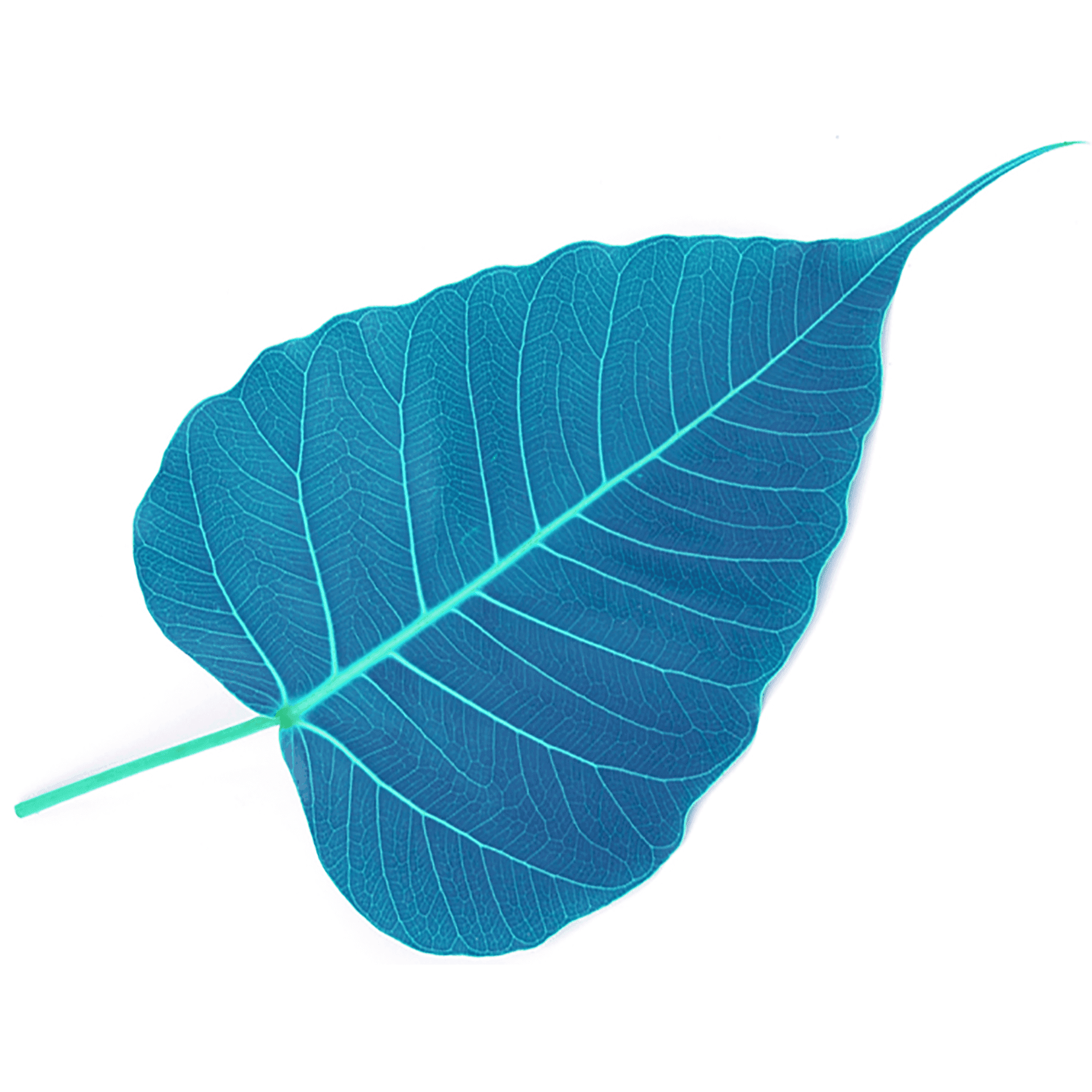 AudioDharma: Gil Fronsdal's most recent dharma talks cover