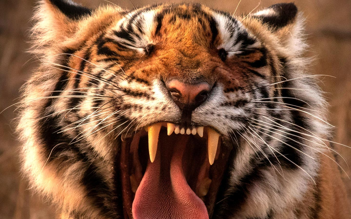 Creation, Suffering, &amp; the Problem of Evil - Creation Article Podcast cover