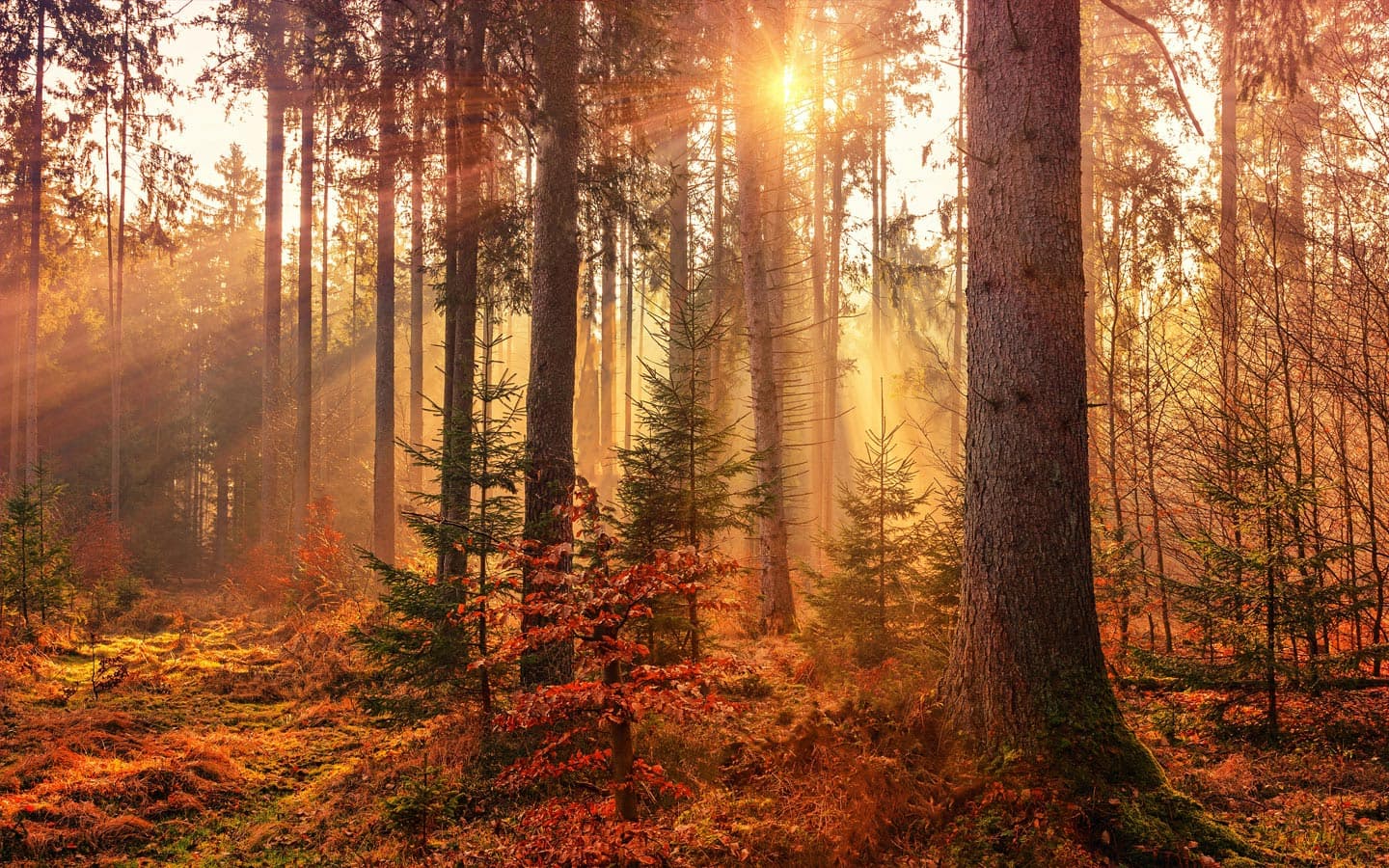 Worldviews, Logic, &amp; Earth’s Age - Part 1 - Creation Article Podcast cover