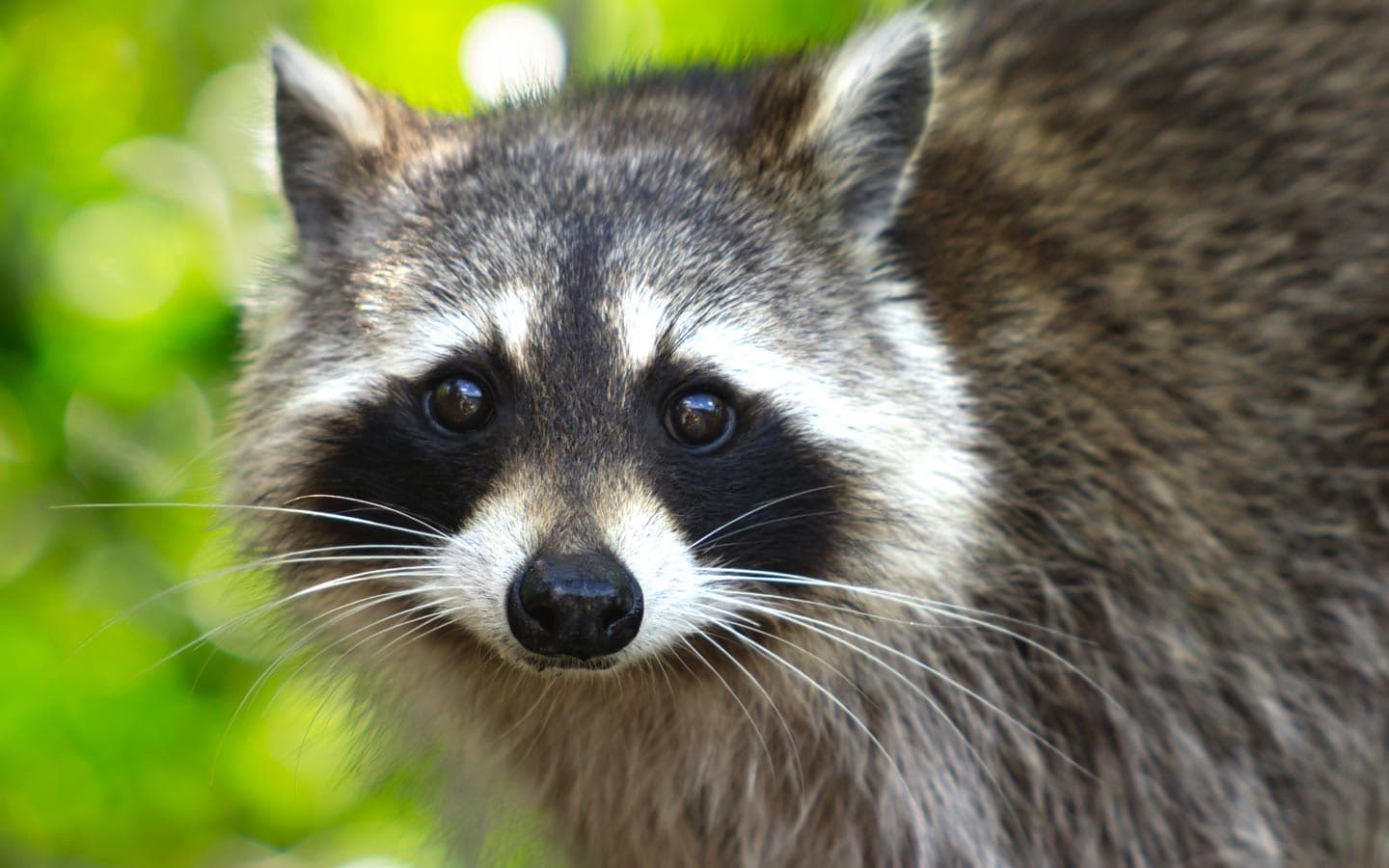 The Rascally Raccoon - Creation Article Podcast cover