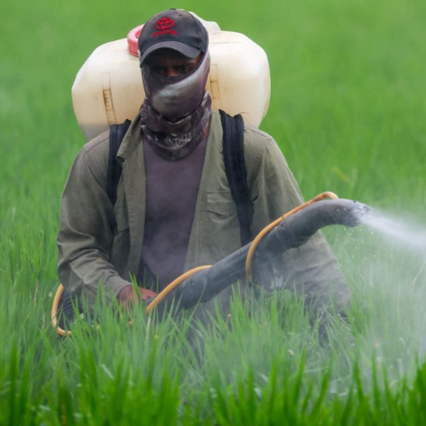 Is the ceasefire in the Gulf too late to stop food prices rising? - BBC cover