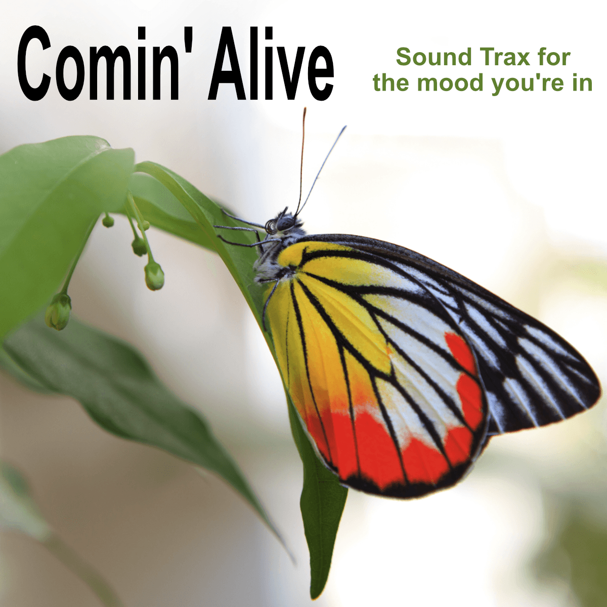 Soul_BarryWhiteish_Long_CominAlive - Kings and Priests cover
