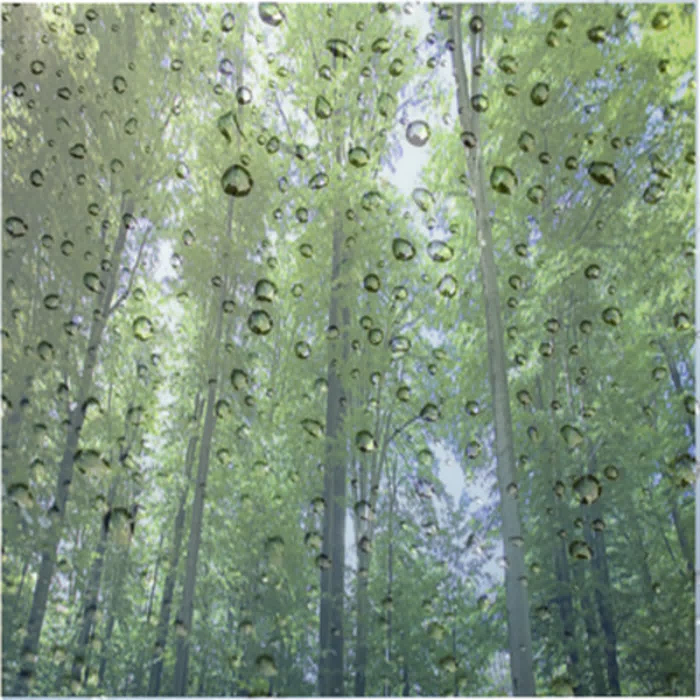 Forest Rain Sounds - Nature Rain Sounds cover