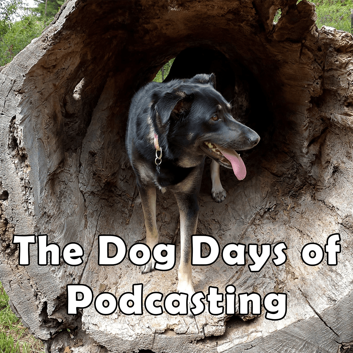 Dog Days of Advent 2025 cover