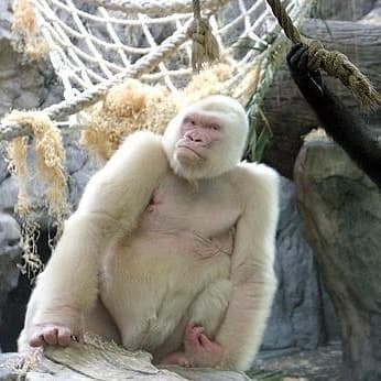 Robert Harrison on Human Intelligence - Entitled Opinions (about Life and Literature) cover