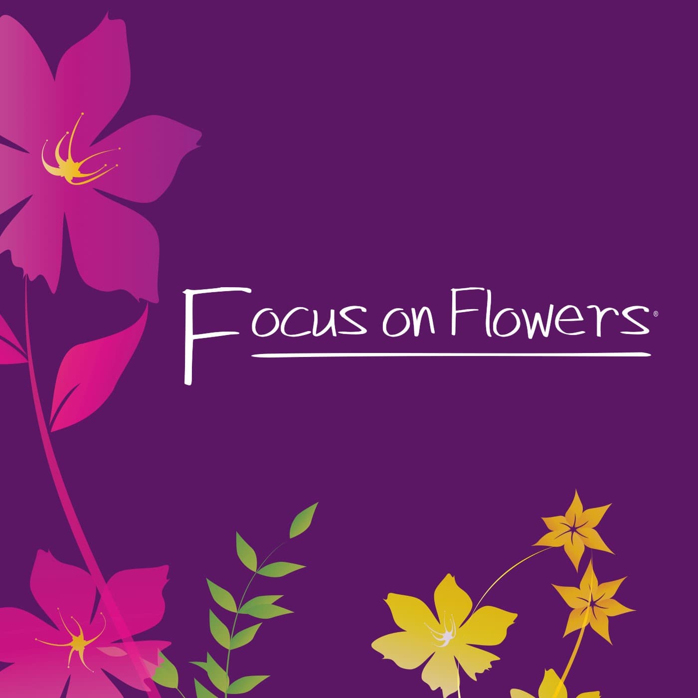 Compact Catmint - Focus on Flowers cover