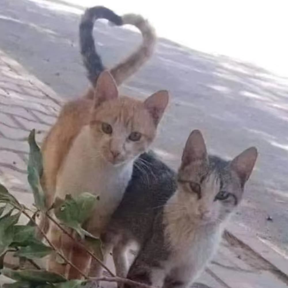 我最会谈恋爱朋友の约会二三事 - 其一 - 矫情collection cover