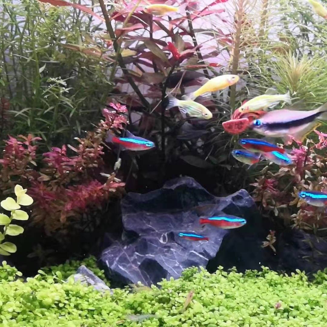 养龟十年，科学养鱼和宠物店义工经历（我终于做农广天地了） - 矫情collection cover