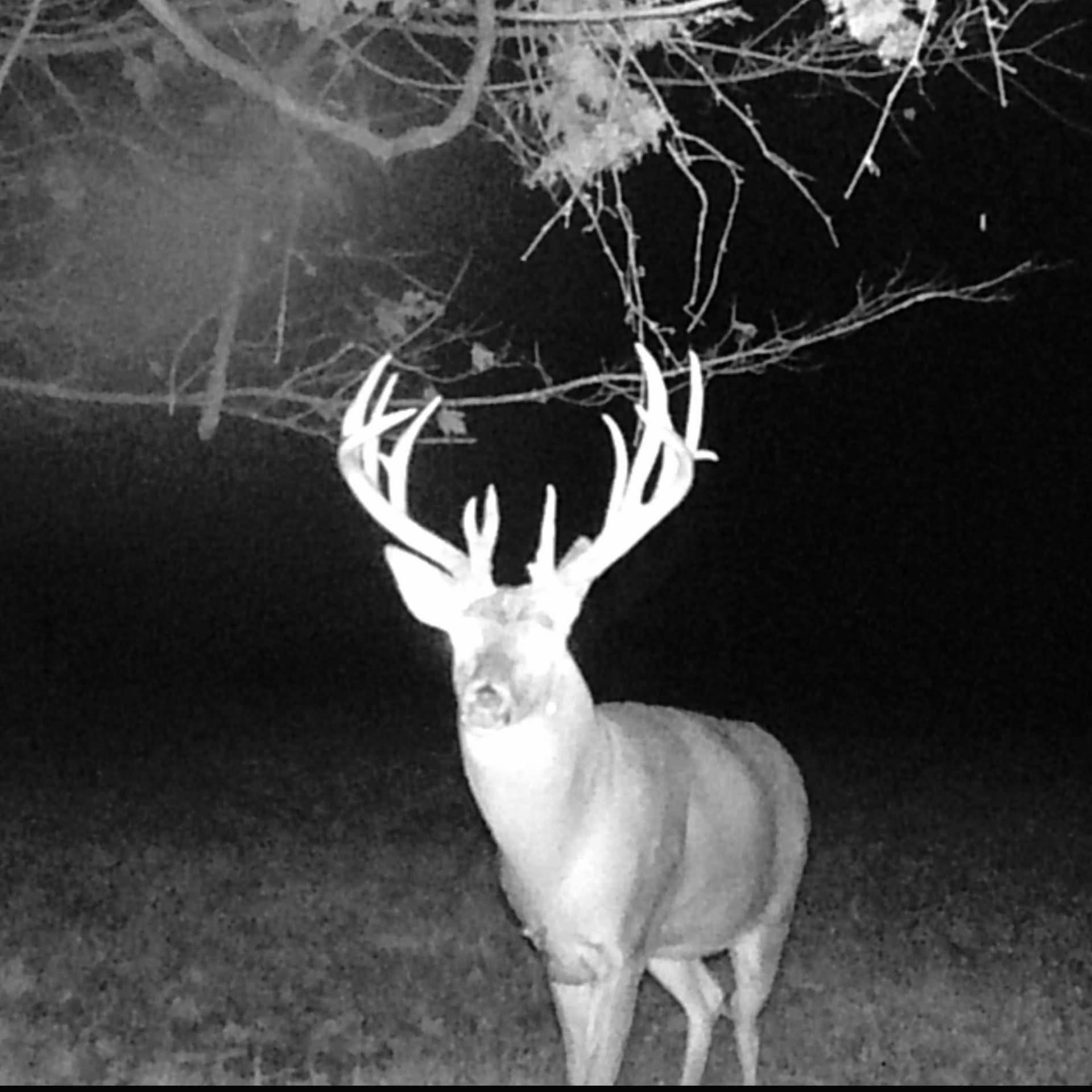 Deer Camp #22 - Late Season Monster | 365 Day Obsession - With Adam Engnes - Deer Camp cover