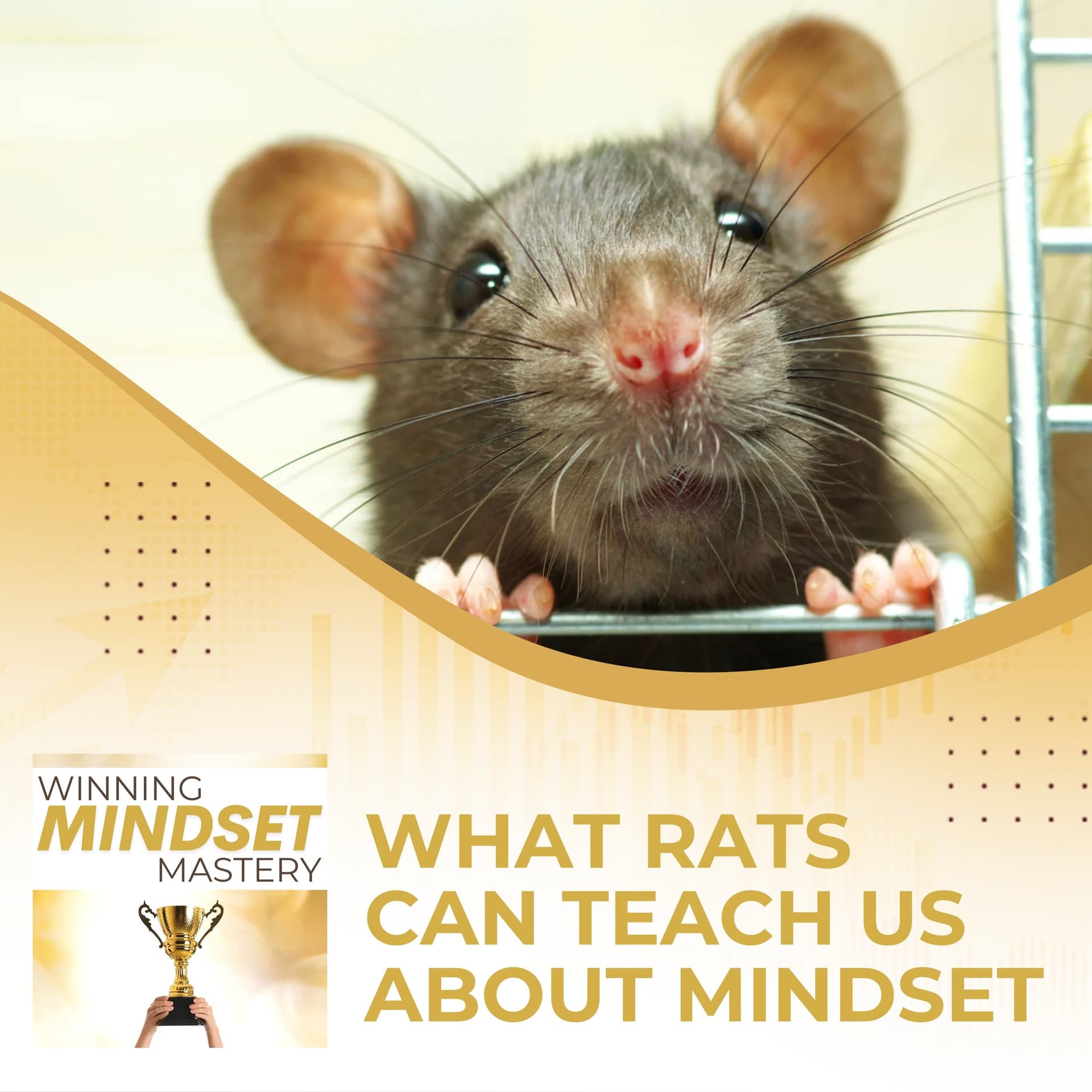 What Rats Can Teach Us About Mindset - Winning Mindset Mastery cover
