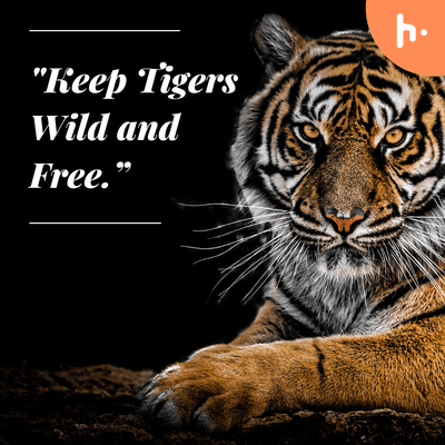 Episode 1 - TIGER cover
