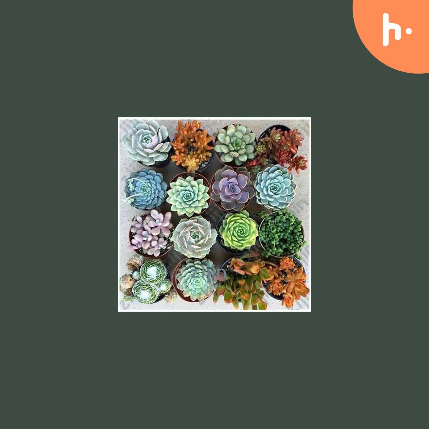 Flower Seeds Online: Bloom with Beauty cover