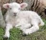 Lamb of God (Fowey Fellowship) cover