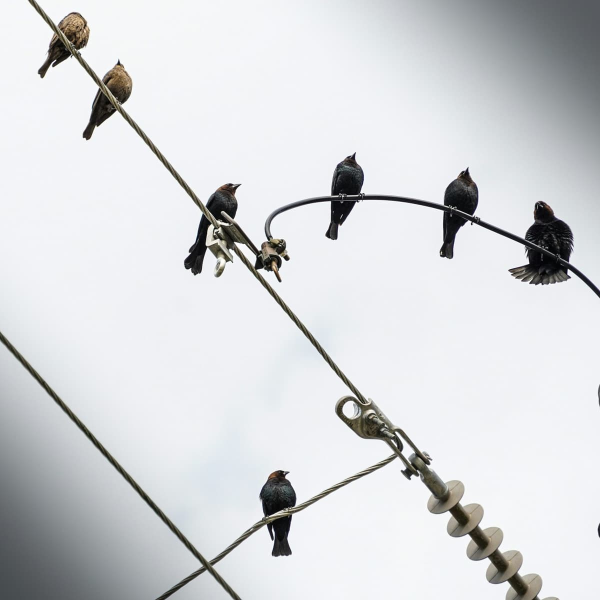 The Fandom Machine: When Obsession Turns Ugly - Hearsay Culture Radio cover