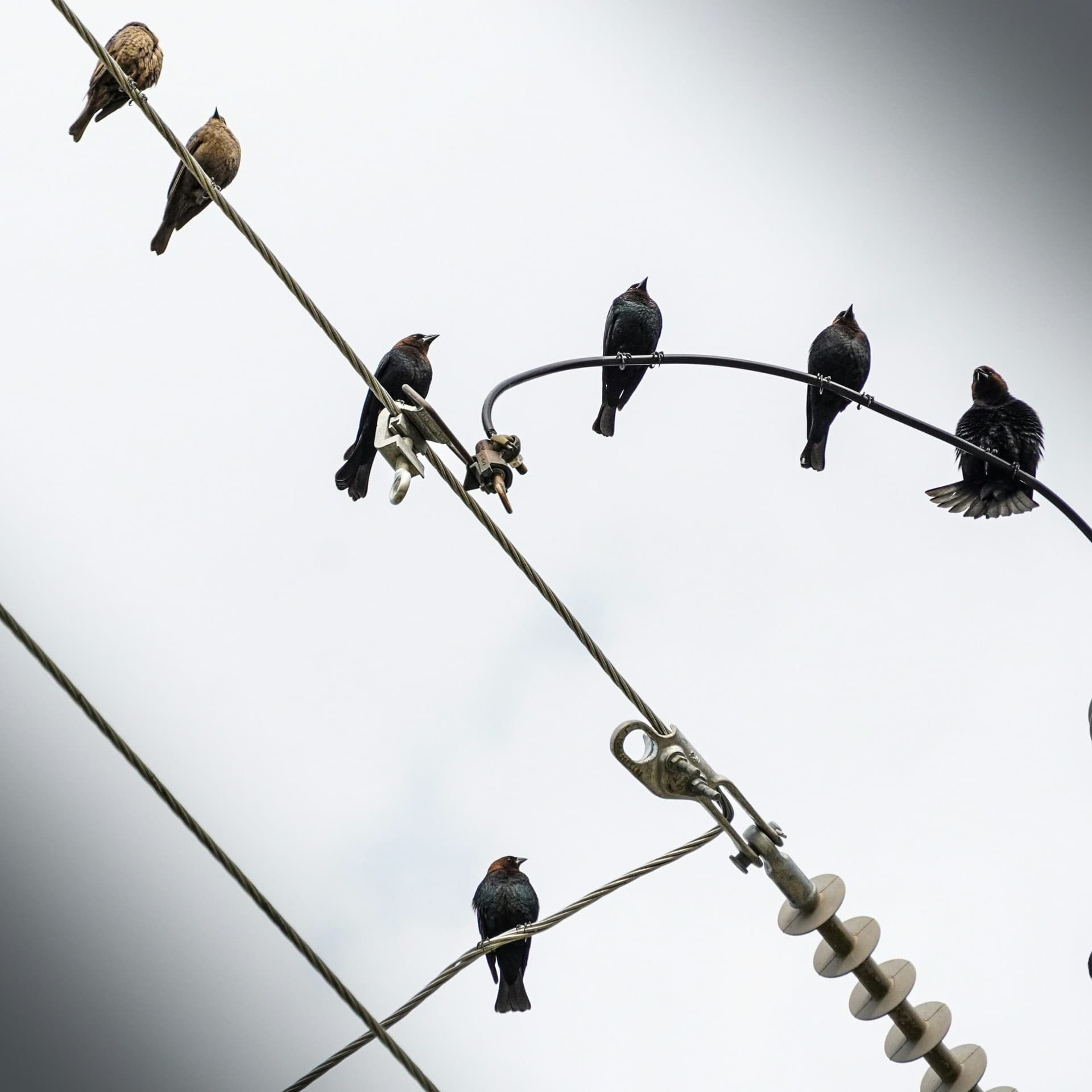 The Fandom Machine: When Obsession Turns Ugly - Hearsay Culture Radio cover