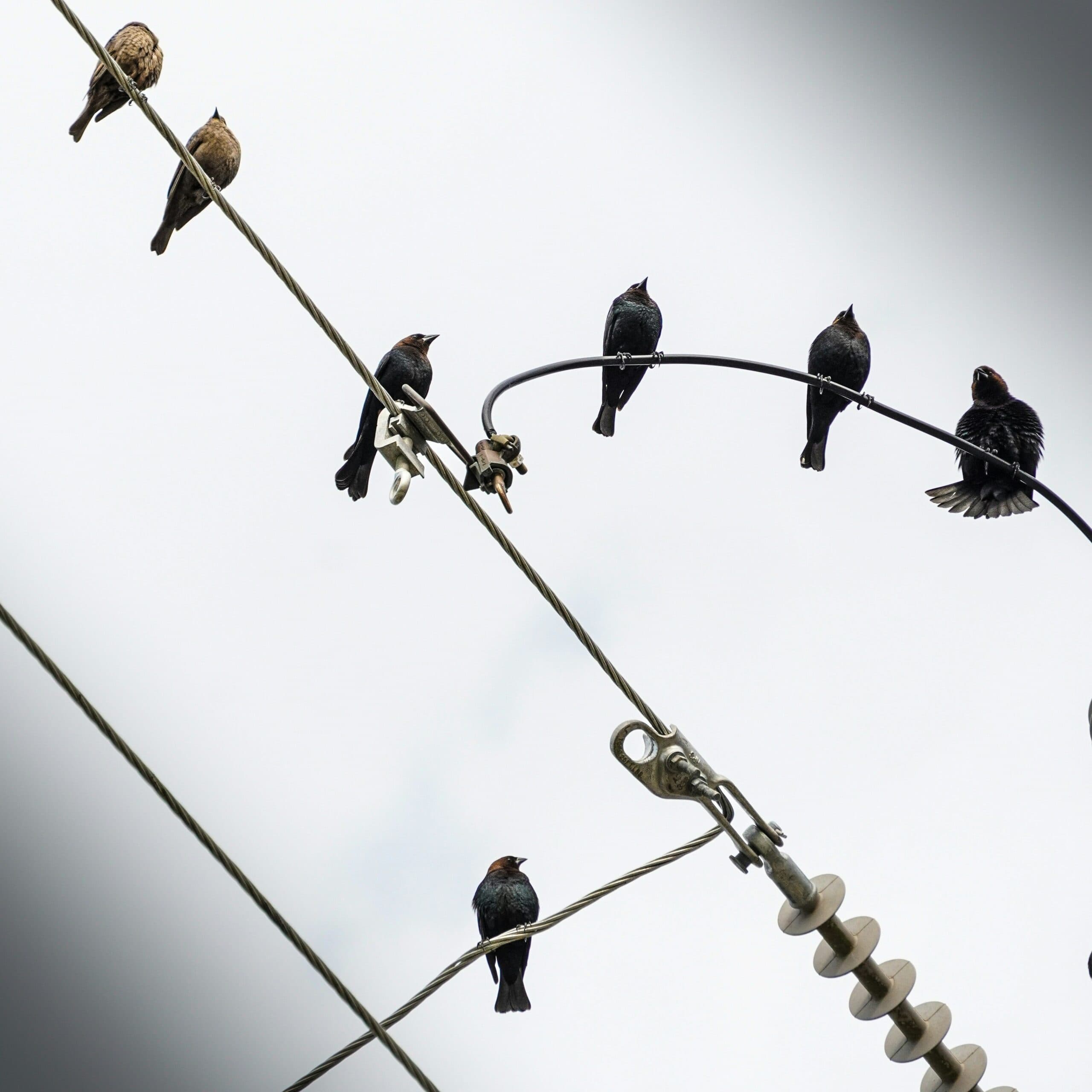 The Fandom Machine: When Obsession Turns Ugly - Hearsay Culture Network cover