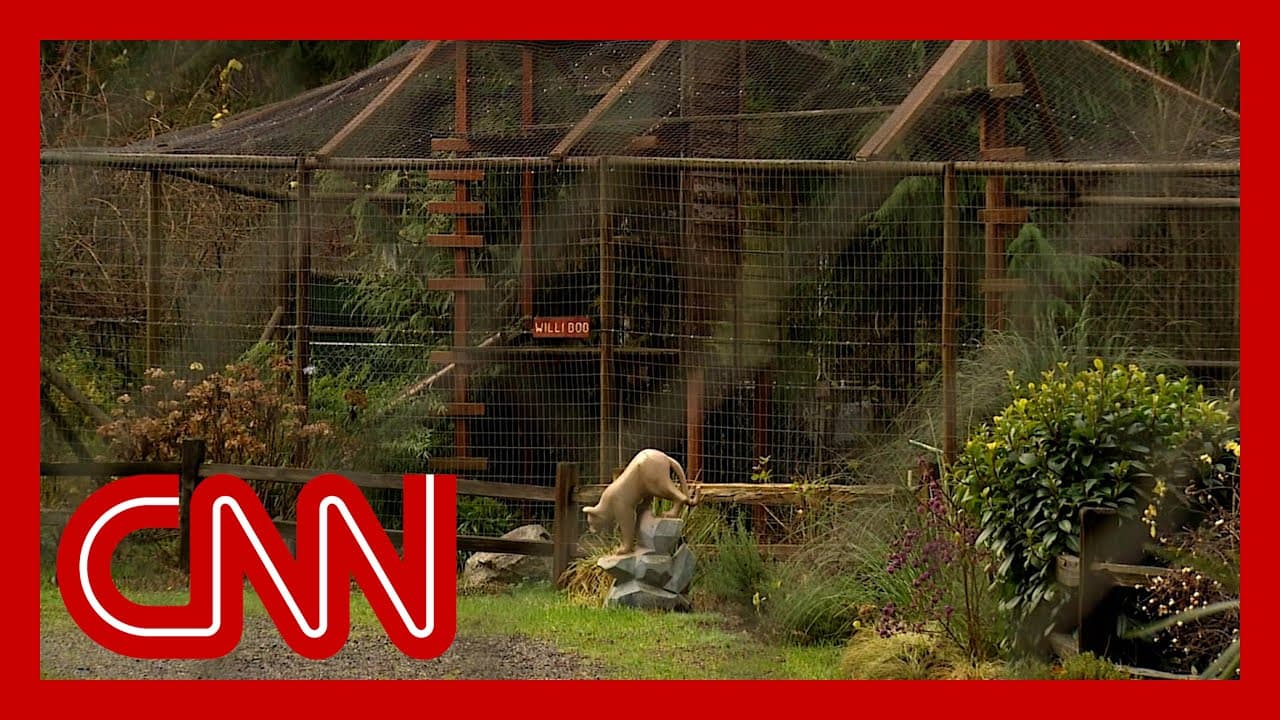 Mystery over how bird flu spread in cat sanctuary, killing more than half the population - CNN cover