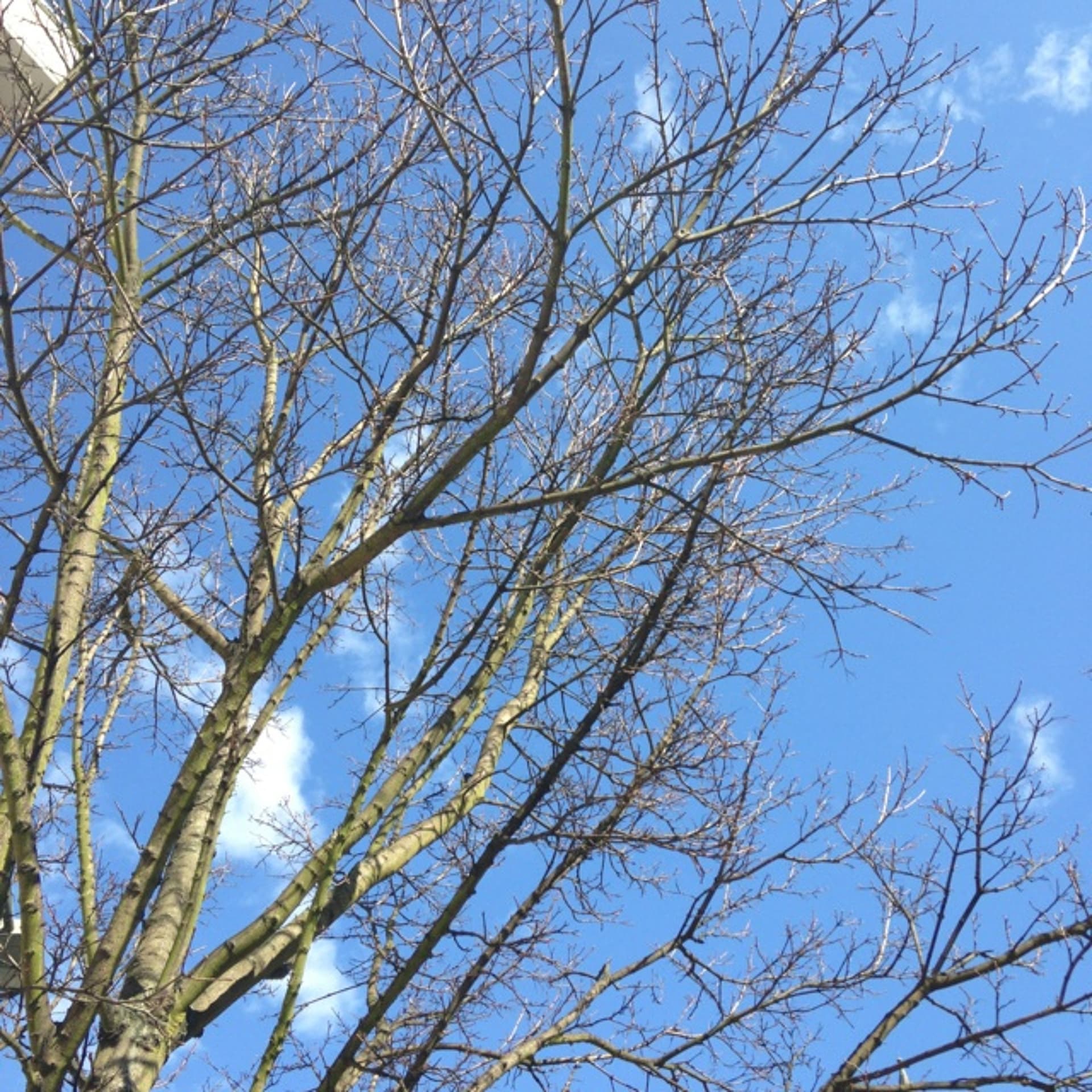 Spring - Bougie cover
