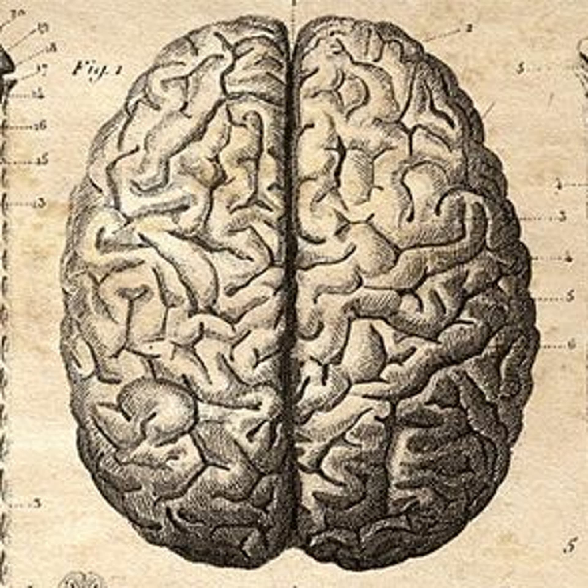 La Tête Dans Le Cerveau #28 La Fratrie - Antenne RadioLab cover