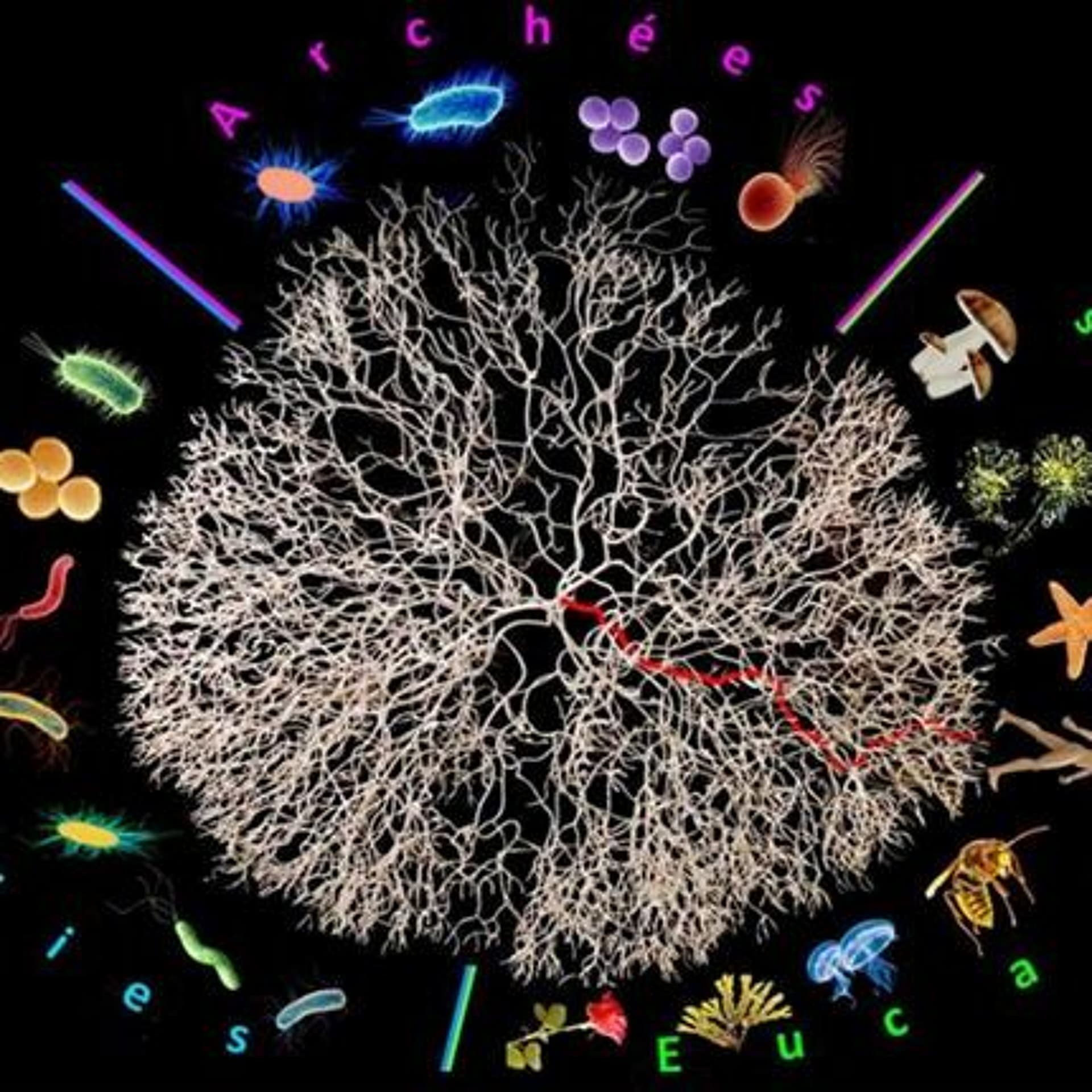 Insolites Animaux # 1 - La Grenouille Des Bois Cryogénisée - Antenne RadioLab cover