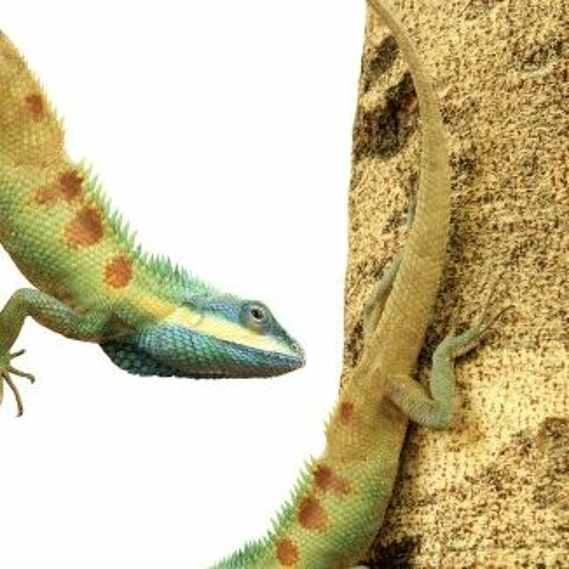 Dave Comments on Class Notes: The Veterinarian - Zen English ESL Podcast cover