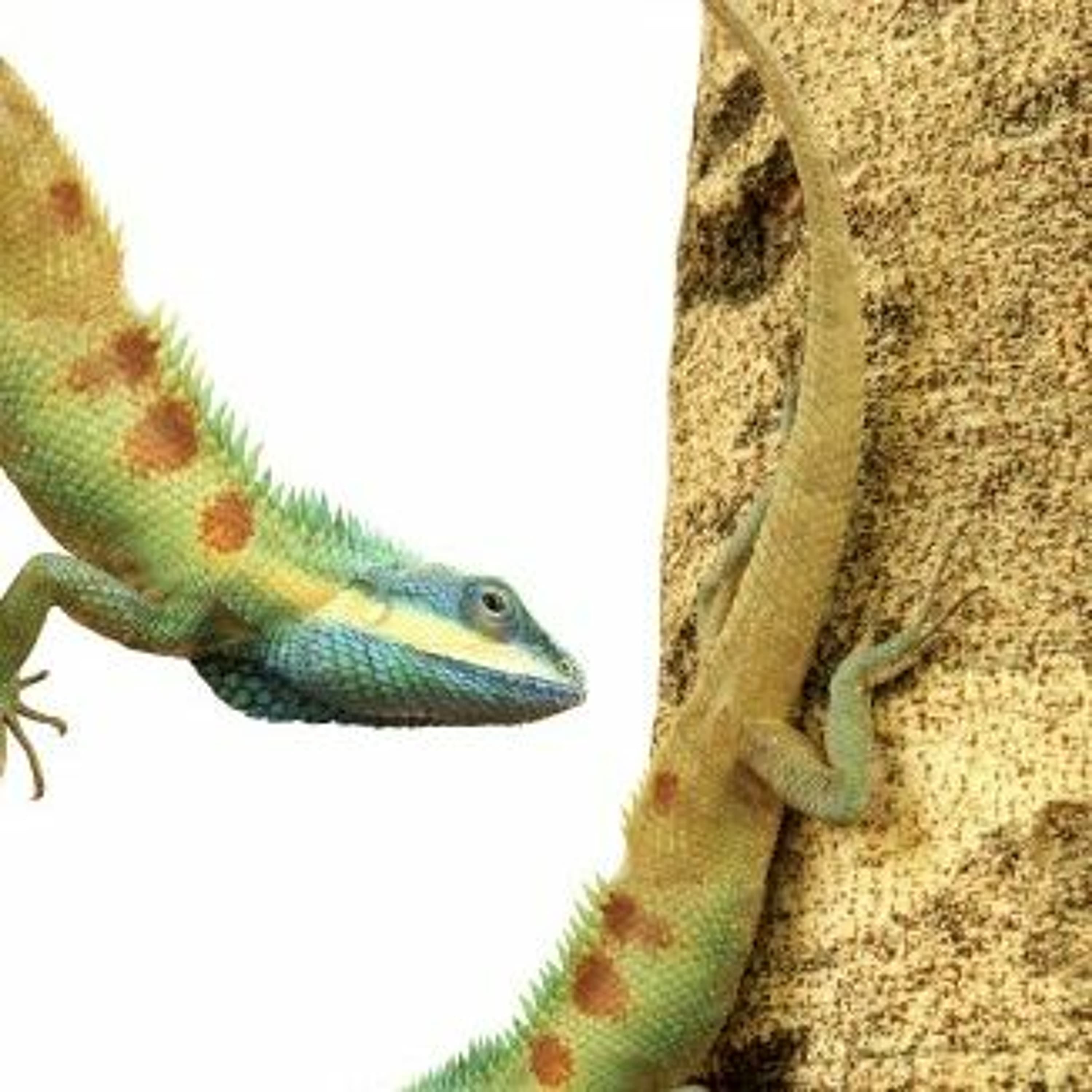 Dave Comments on Class Notes: The Veterinarian - Zen English ESL Podcast cover