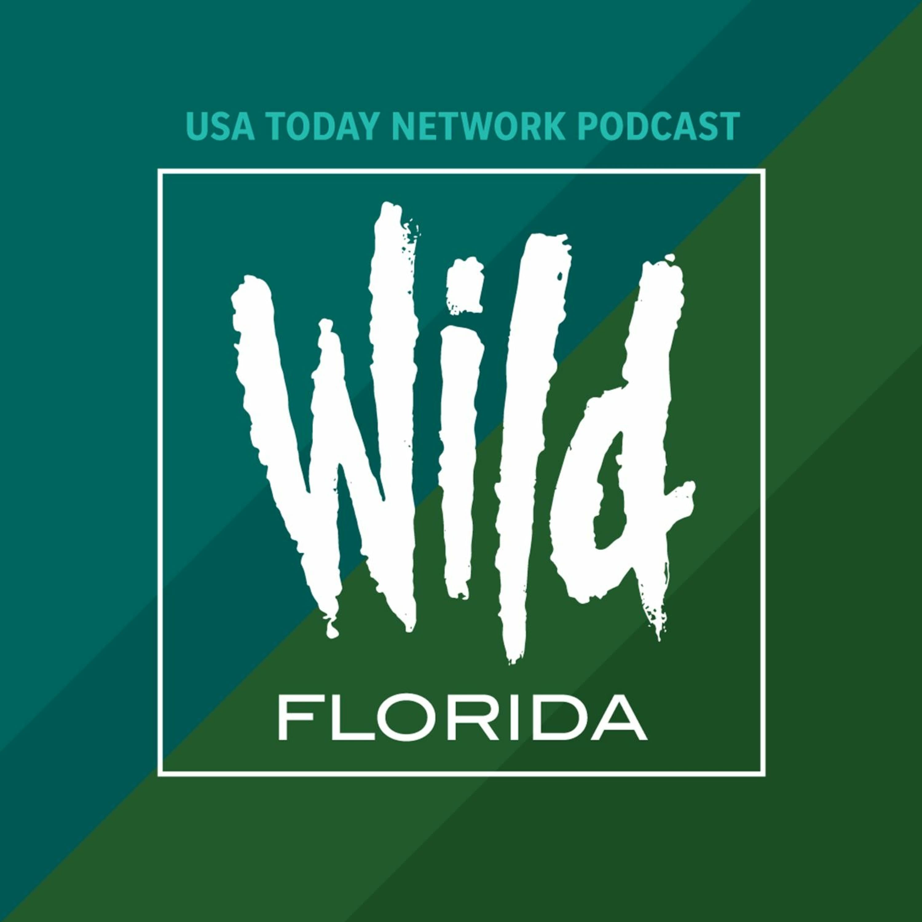 Was that a flying roach? - Wild Florida cover
