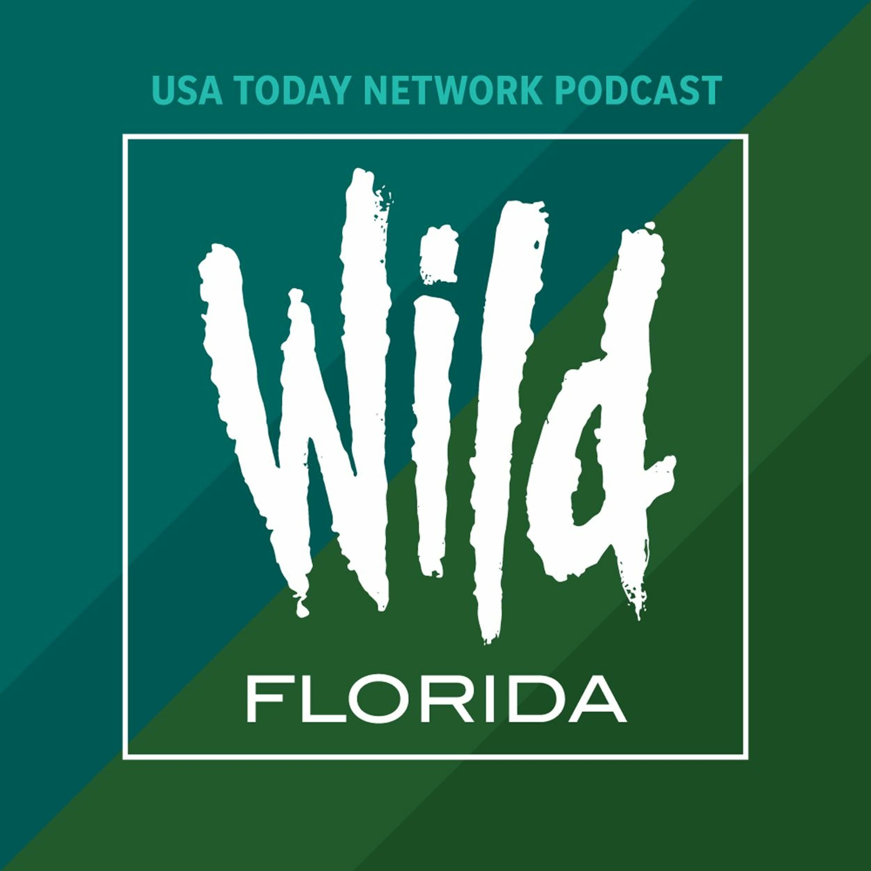 Saving Florida's critters - Wild Florida cover