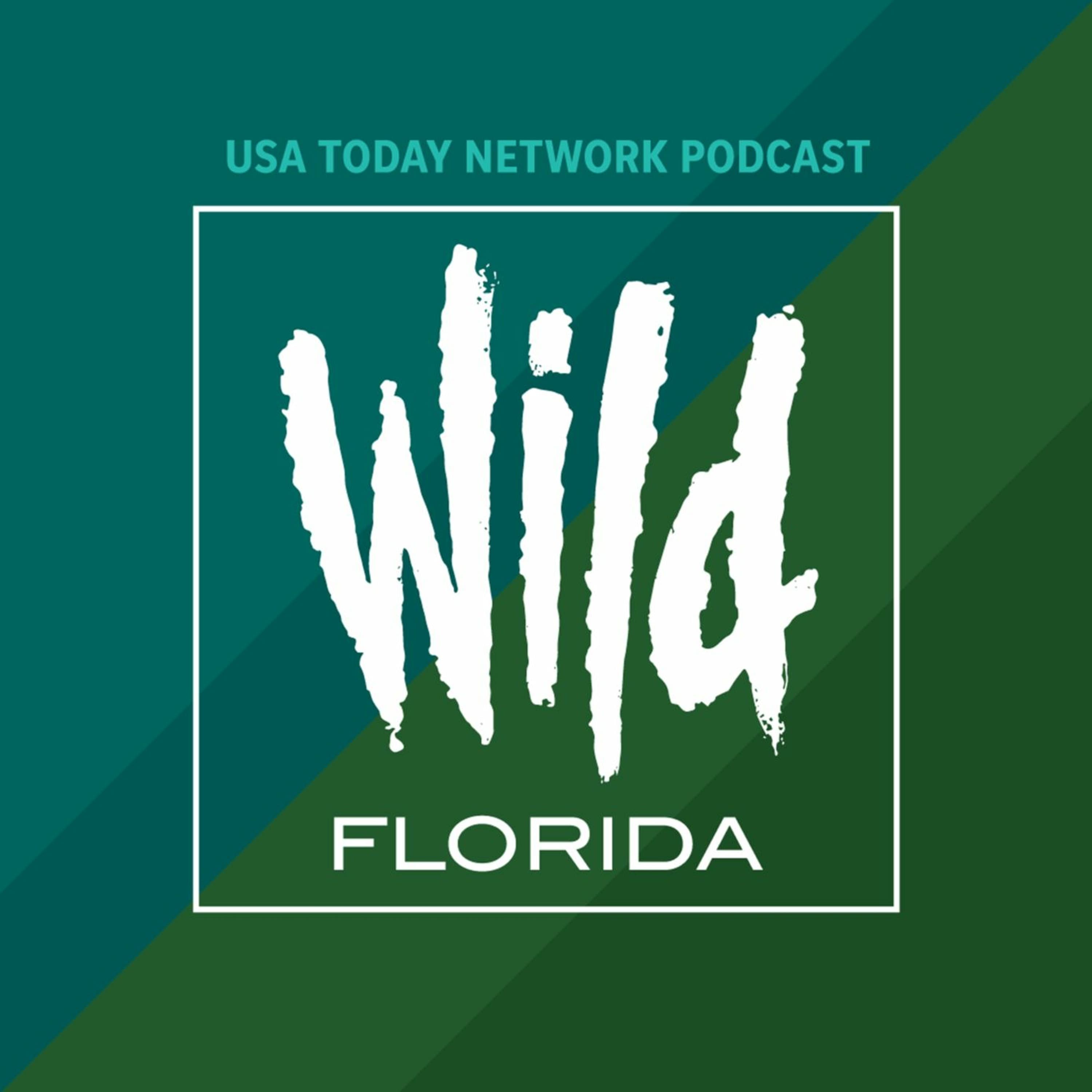 Is that lizard eating a doughnut? - Wild Florida cover