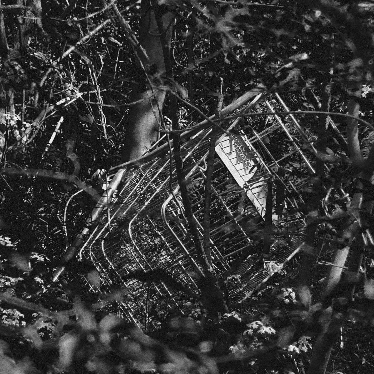 Suspect 1 - Flies cover